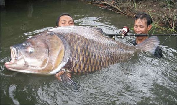В Таиланде поймали карпа весом 120 кг.