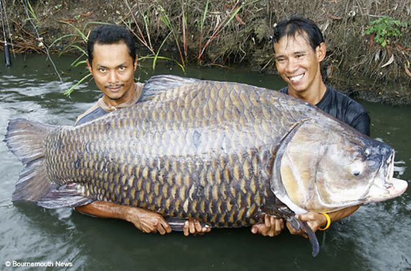 В Таиланде поймали карпа весом 120 кг.