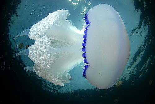 Удивительные медузы