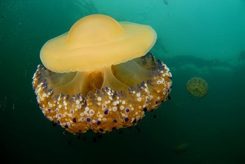 Удивительные медузы