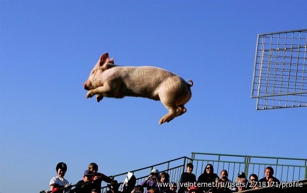 Лучшие фотографии животных по версии MSNBC за 2009