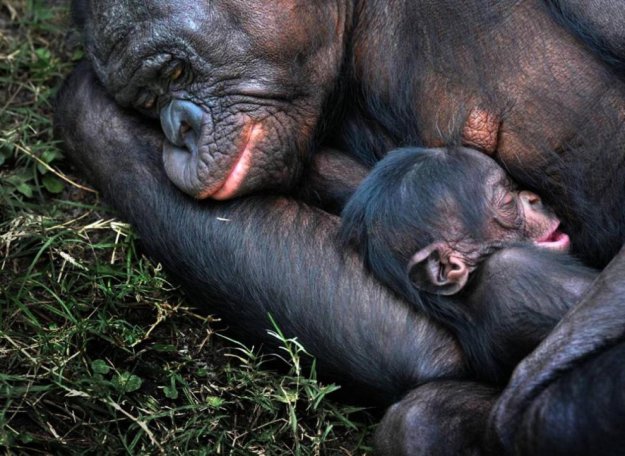 День Матери в мире животных