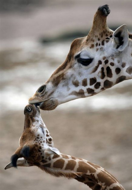 День Матери в мире животных