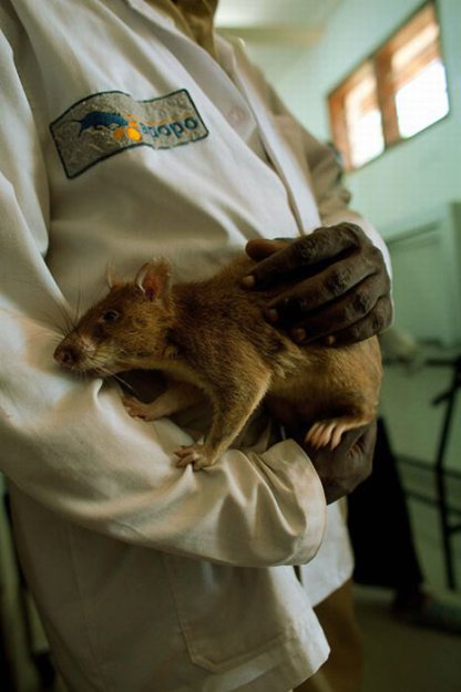 Крысы, которые работают саперами