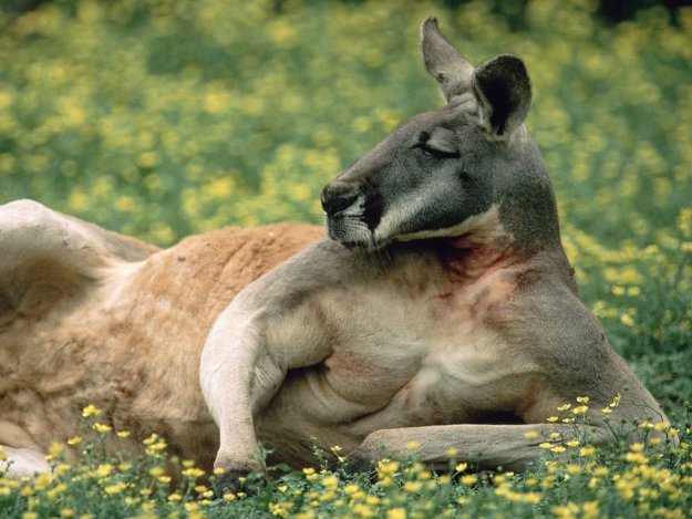 Гигантские Австралийские кенгуру