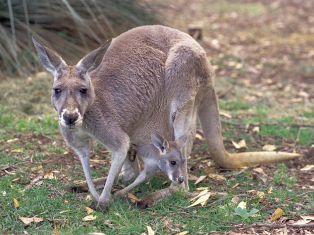 Гигантские Австралийские кенгуру