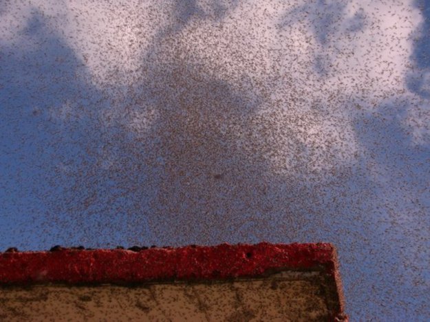 Комары закрыли небо над Нарочью (Беларусь)