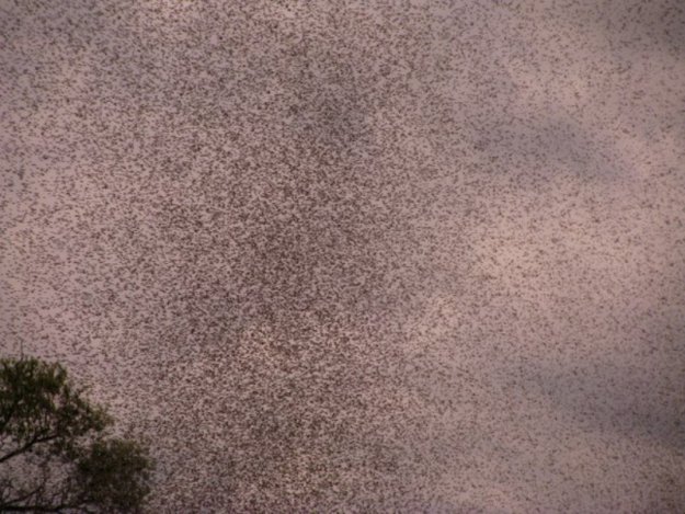 Комары закрыли небо над Нарочью (Беларусь)