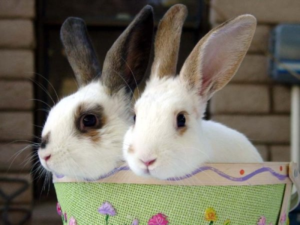 Кролики)))