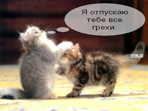 Немного про котов!)