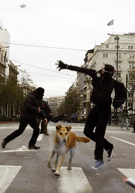 Собака Сосиска – борец за добро и справедливость
