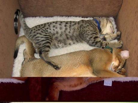 Спят усталые котейки...
