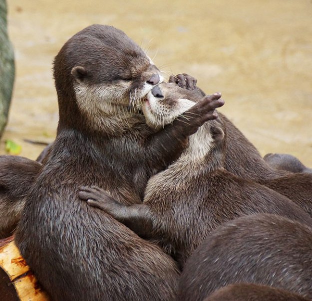 Чудесные фото целующихся животных