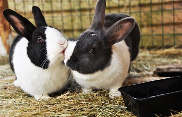 Чудесные фото целующихся животных