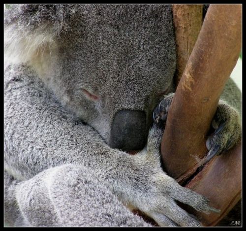 медвежатки коала:) Такие милые.
