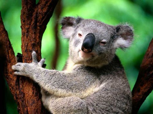 медвежатки коала:) Такие милые.