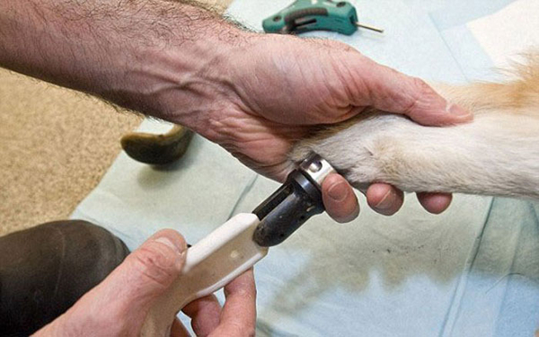 Первая собака в мире с протезом