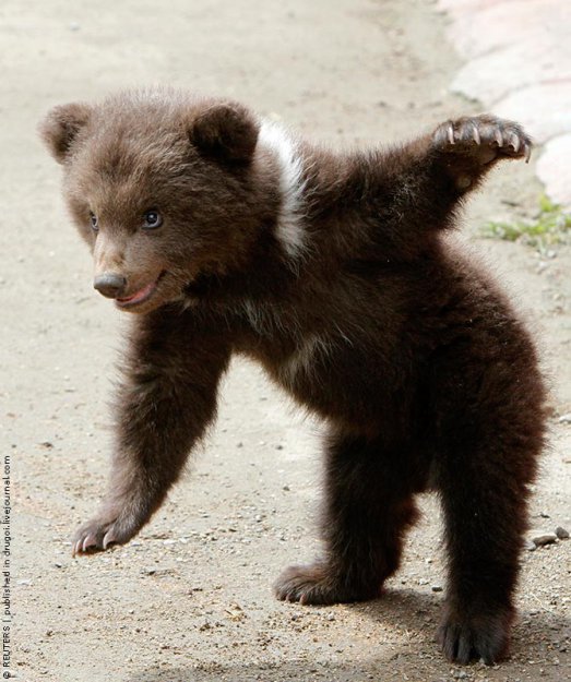 Трехмесячный медвежонок из зоопарка Ставрополя