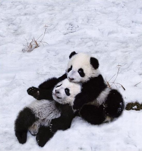 Панды играют с первым снегом