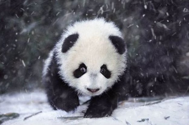 Панды играют с первым снегом