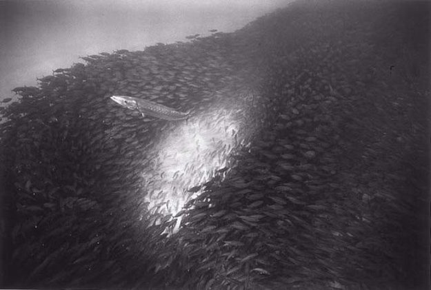 Черно-белые подводные фото