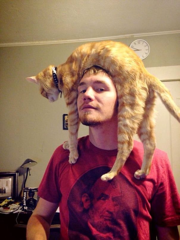 Кошки-шапки