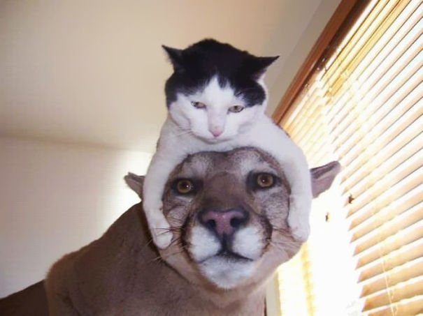 Кошки-шапки