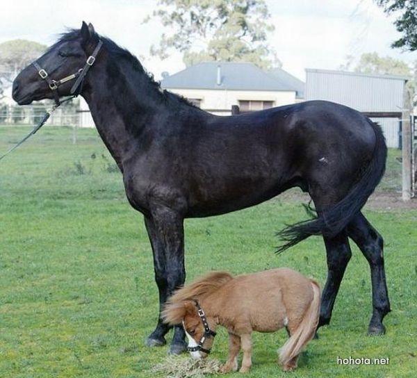 Очаровательные миниатюрные лошади