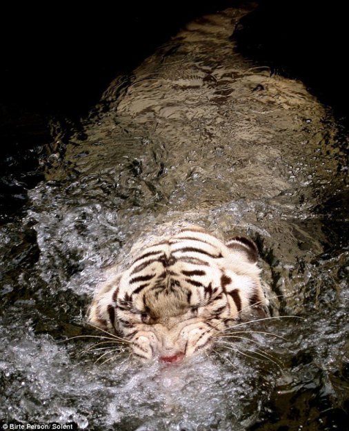 Прыжок тигра из воды