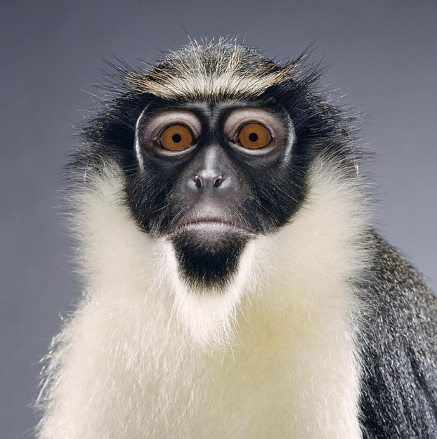 Портреты обезьян от Джилл Гринберг (Jill Greenberg)