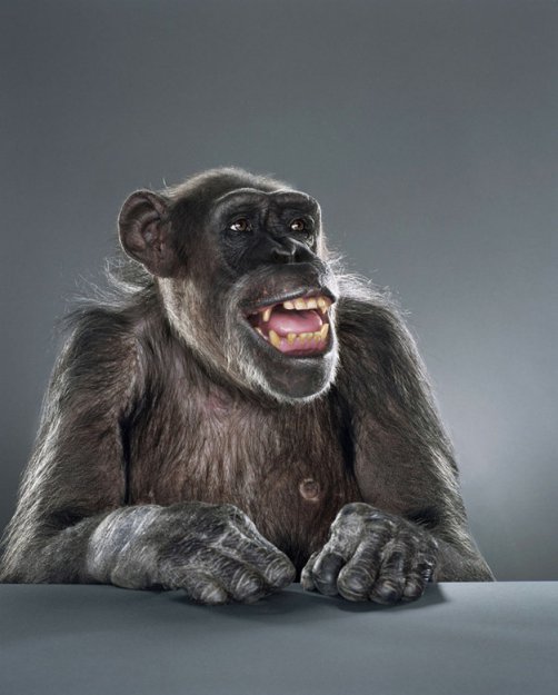 Портреты обезьян от Джилл Гринберг (Jill Greenberg)