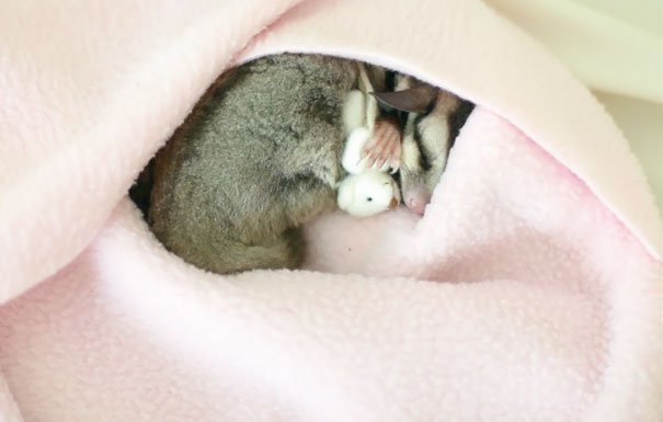 Милые животные, которые спят в обнимку с игрушками