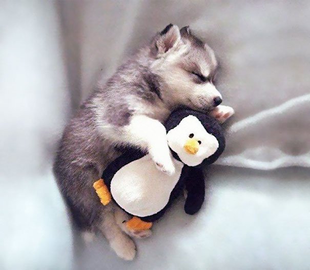 Милые животные, которые спят в обнимку с игрушками