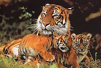 Мои любимые тигрики