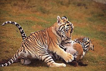 Мои любимые тигрики