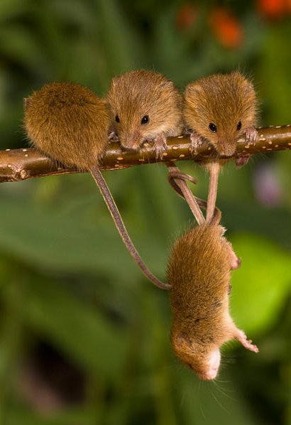 Тайная жизнь полевых мышек