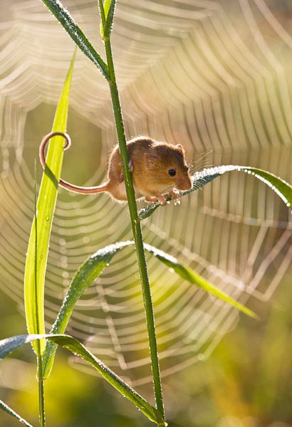 Тайная жизнь полевых мышек