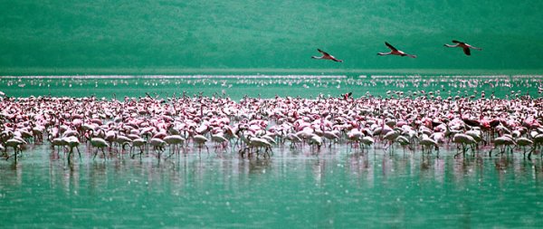Flamingo(O , Kenya)