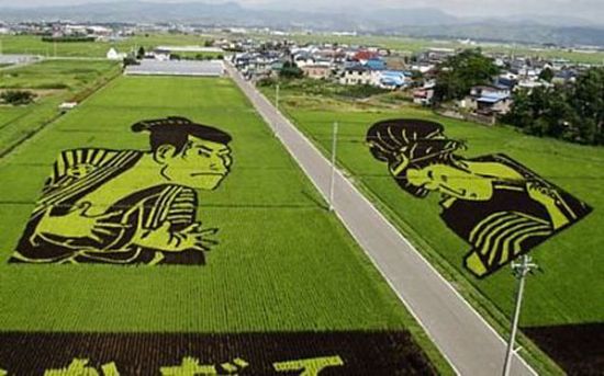 К выращиванию риса тоже можно подойти творчески