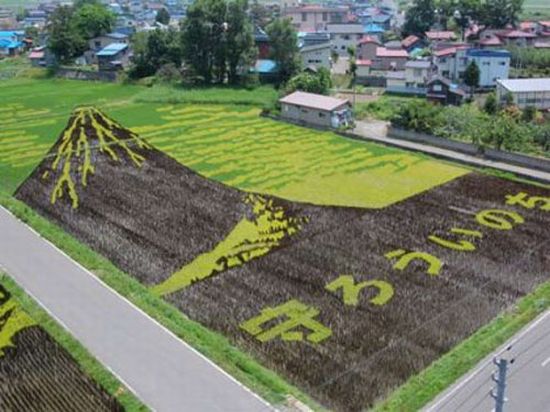 К выращиванию риса тоже можно подойти творчески