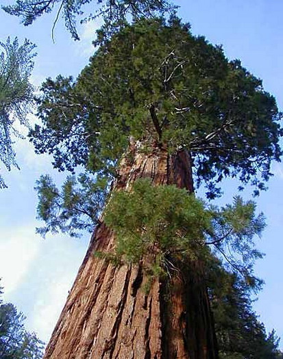 В мире больших деревьев.