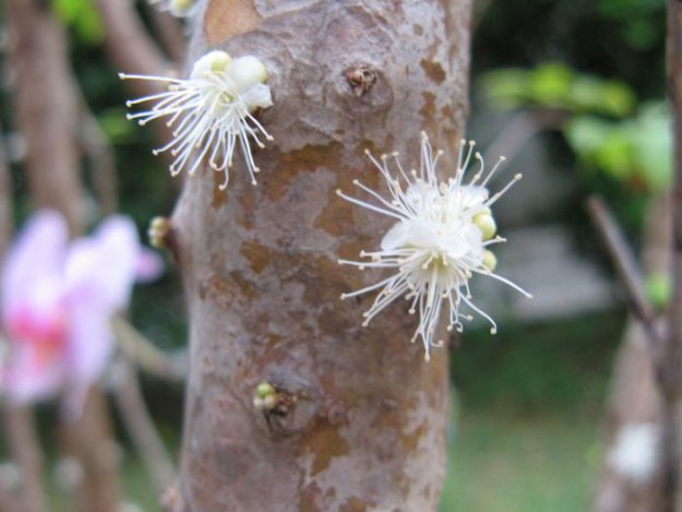 Джаботикаба - дерево с плодами на стволе
