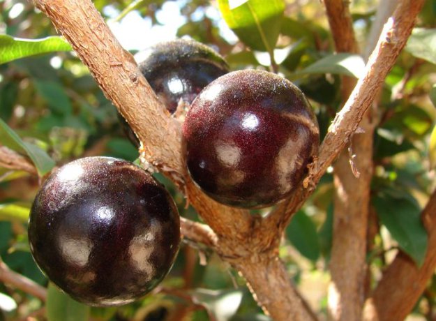 Джаботикаба - дерево с плодами на стволе