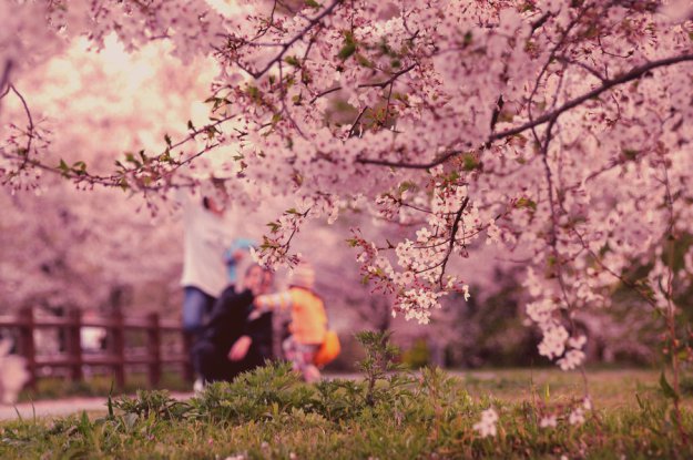 Dreams about Sakura.  jyoujo
