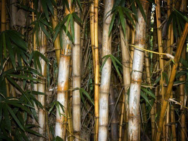 Бамбуковые рощи/