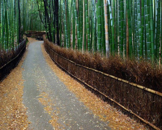 Бамбуковый коридор у подножья горы в Киото
