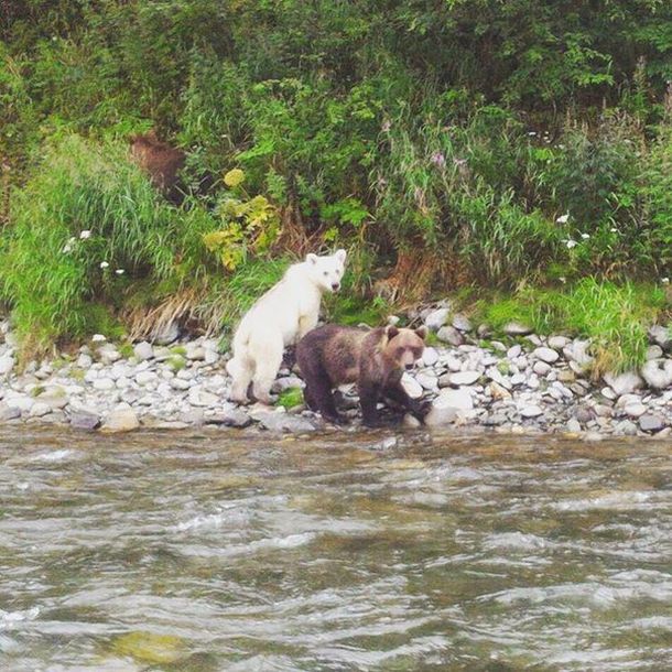 На Камчатке нашли бурого медведя с белой шерстью