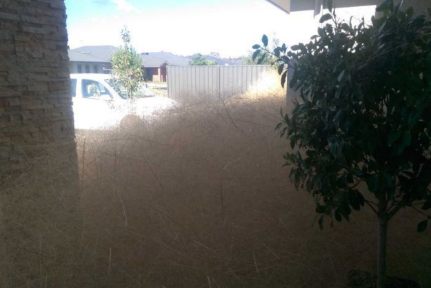 Австралийский город Вангаратта засыпан толстый слой сухой травы