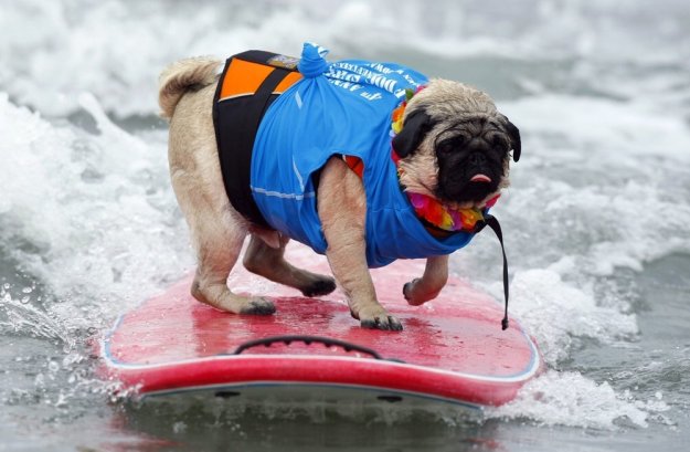 Собаки серфингисты