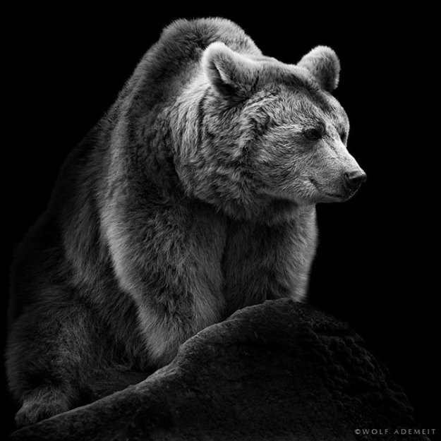 Черно-белые фото зверей